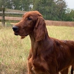 Irish Setter All Grown Up from Evergreen Irish Setters