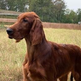 Irish Setter All Grown Up from Evergreen Irish Setters