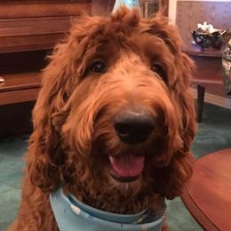 Goldendoodles and Poodles from Best Choice Doodles