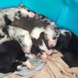 Border Collies from Royal R Ranch