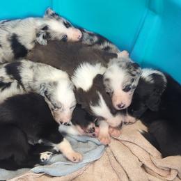 Border Collies from Royal R Ranch