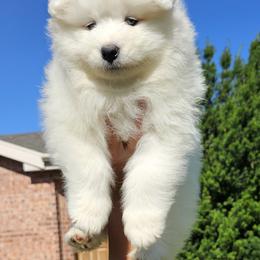 Samoyed Puppies from Rocky Mountain Samoyeds