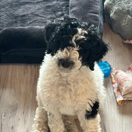 Sapphire - Black tri-color female Aussiedoodle puppy in Waelder, Texas from Aussiedoodles of Austin