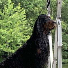 Fynn - Gordon Setter