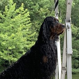 Fynn - Gordon Setter