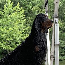 Fynn - Gordon Setter