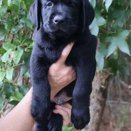 Skipper - Black male Labrador Retriever puppy in Texas from Belle Rose Labradors