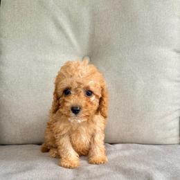 Otis - Red male Cavapoo puppy in Goldsboro, North Carolina from The Grantham House