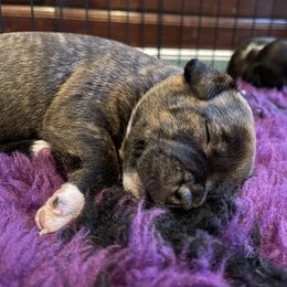 Staffordshire Bull Terrier Puppies from Neverland Staffords