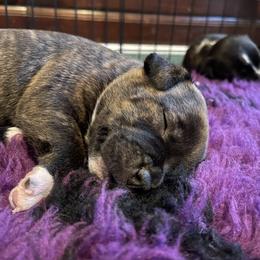 Staffordshire Bull Terrier Puppies from Neverland Staffords
