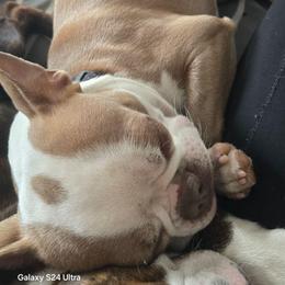 Conway - Boston Terrier