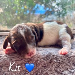 Kit - Piebald male Dachshund puppy in Aiken, South Carolina from State Eight Dachshunds