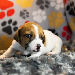 Russell Terrier Puppies from Diamond D Jacks