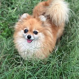 Coco - Pomeranian