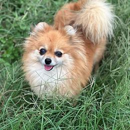 Coco - Pomeranian