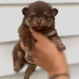 Jill - Chocolate and tan female Pomeranian puppy in Willow Spring, North Carolina from GTBBF Pomeranians