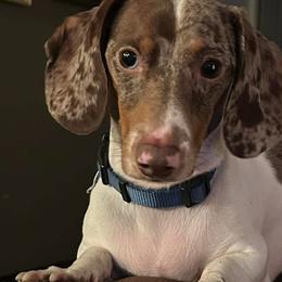 Whiskey - Dachshund