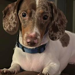 Whiskey - Dachshund