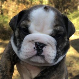 Bulldog Puppies from Jodi's Bulldogs
