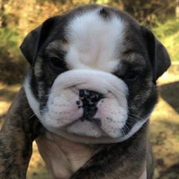 Bulldog Puppies from Jodi's Bulldogs