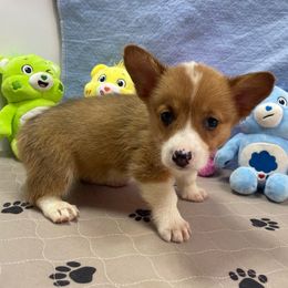 Muffin - Red female Pembroke Welsh Corgi puppy in Apison, Tennessee from Ashmore Corgis