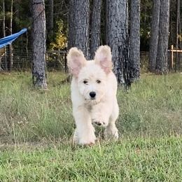French Bulldog, Goldendoodle, and Golden Retriever Puppies from Crystal Coast Kennels, LLC