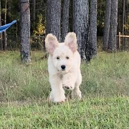French Bulldog, Goldendoodle, and Golden Retriever Puppies from Crystal Coast Kennels, LLC