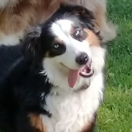 Australian Shepherds from Cross Road Country Aussie's