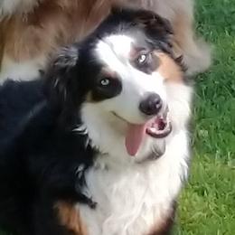 Australian Shepherds from Cross Road Country Aussie's