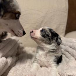 Maverick - Blue merle male Border Collie puppy in Fairview, Tennessee from Hoffman Forest Acres LLC