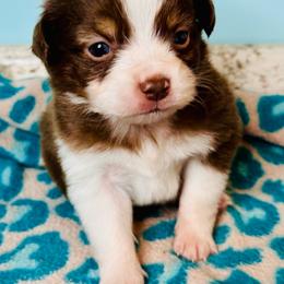 Red Tri boy spot on head - Red tri male Toy Australian Shepherd puppy in Oklahoma City, Oklahoma from Faith River Aussies