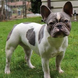 French Bulldogs from Pacific Wonderland French Bulldogs