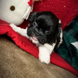 Jelly - Black and white female Shih Tzu puppy in Lake City, Florida from Tiger Valley Shih Tzus