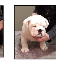 Bulldog Puppies from Big Pine Bulldogs