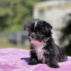 Poodle, Shihpoo, Shih Tzu, and Shorkie Puppies from Oodles of Poodles & Doodles