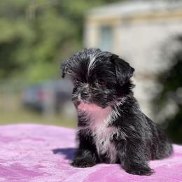 Poodle, Shihpoo, Shih Tzu, and Shorkie Puppies from Oodles of Poodles & Doodles