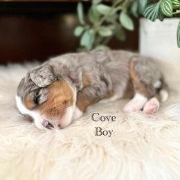Cove - Blue merle male Bernedoodle puppy in Waco, Texas from Blessings Pups Doodles