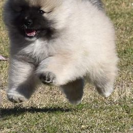 Keeshond Puppies from Anna Boehringer