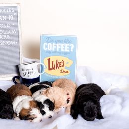 Bernedoodle Puppies from Sugarcreek Haven Bernedoodles