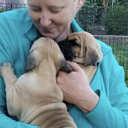 Great Dane Puppies from Paxton Great Danes
