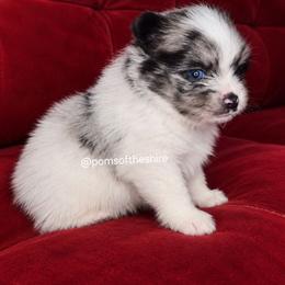 Eärendil - Blue merle male Pomeranian puppy in Boca Raton, Florida from Poms of The Shire
