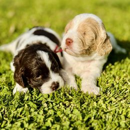 Australian Labradoodle, Cockapoo, and Goldendoodle Puppies from Hope Lane Kennels