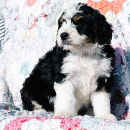Acacia - Tri-color female Bernedoodle puppy in Grove, Oklahoma from Grand Lake Poodles & Doodles