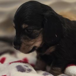 Black and cream - Black and cream male Dachshund puppy in Ethel, Washington from Mickey's Miracle Doxies