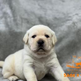 Orange collar - Yellow male Labrador Retriever puppy in Beaverdam, Virginia from Riverside Sunset Labrador Retrievers