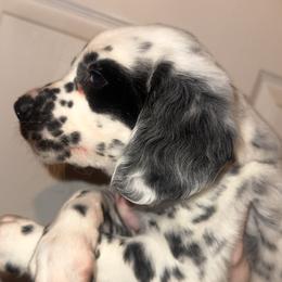 Snow - Dalmatian puppy from Clark’s Dalmatians