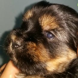 Boy 2 - Black and tan Yorkshire Terrier puppy in Palm Bay, Florida from Ms.tee.yorkies.s.florida