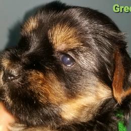 Boy 2 - Black and tan Yorkshire Terrier puppy in Palm Bay, Florida from Ms.tee.yorkies.s.florida