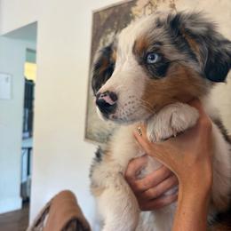 Neil diamond - Blue merle male Miniature Australian Shepherd puppy in Stanwood, Washington from Blair farm mini Aussies