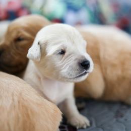 Buck - 5th Pick Male - Golden male Golden Retriever puppy in Paoli, Indiana from Rose n’ Thistle Farm